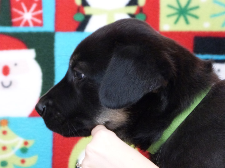 chinook puppy